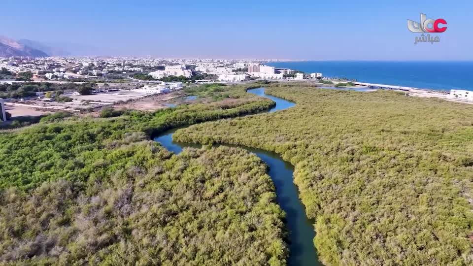 المسلسل المصري - عملة نادرة - الحلقة 8