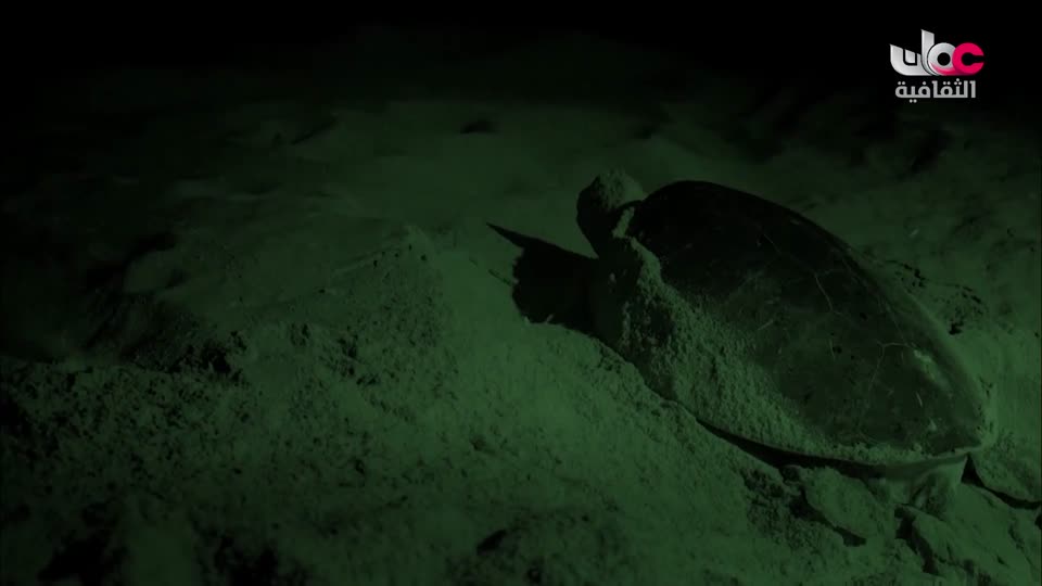 البرنامج الثقافي - غرائب البحار - الحلقة 5