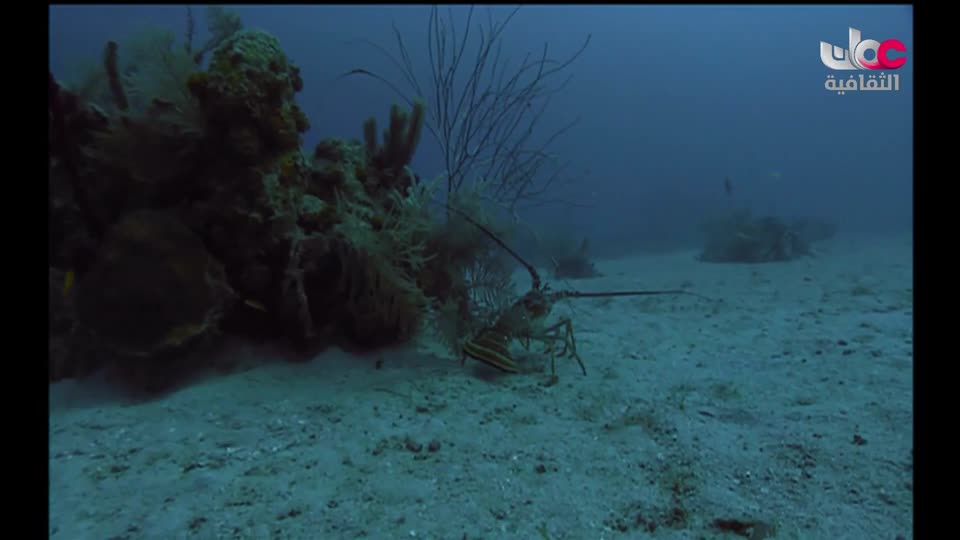 برنامج _ حارات - الحلقة 17