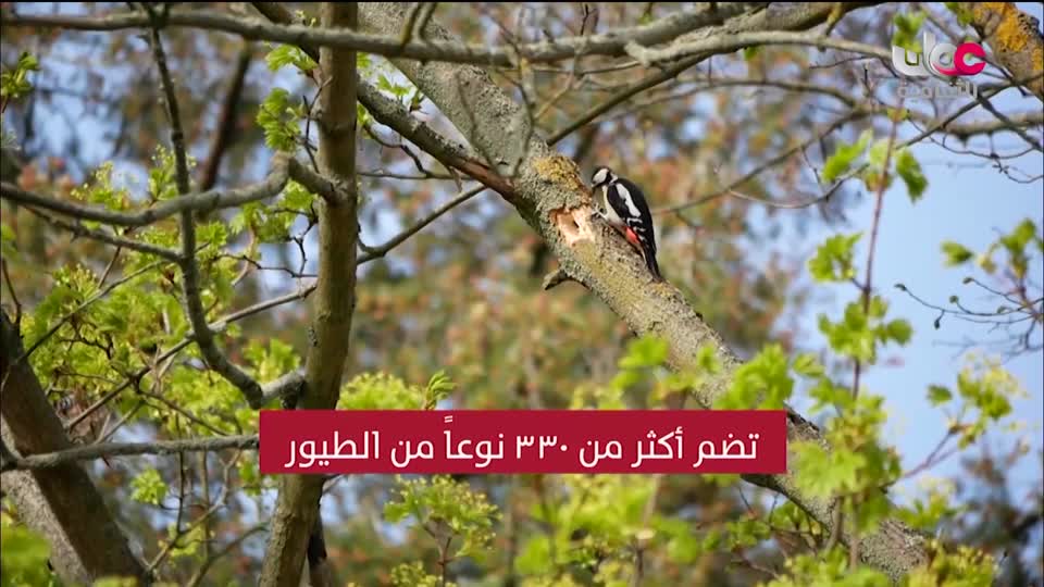 برنامج/اغاني مفرغة-موشحات - مركز عمانللموسيقى التق