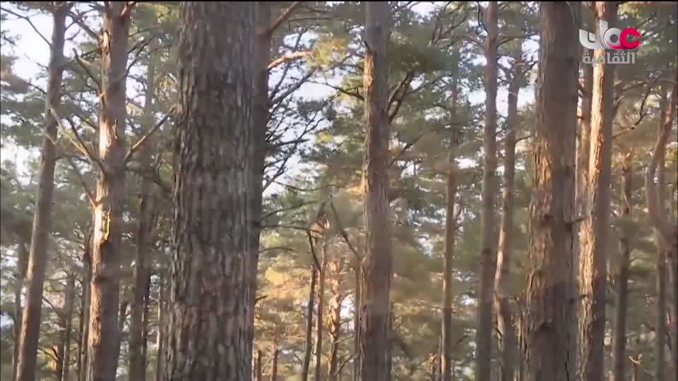 البرنامج الثقافي - عالم الأشجار