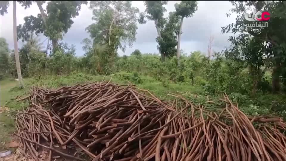 البرنامج الثقافي - عالم الأشجار