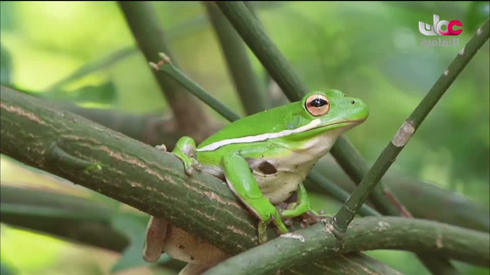 البرنامج الثقافي - الحواس الخارقة - الحلقة 6