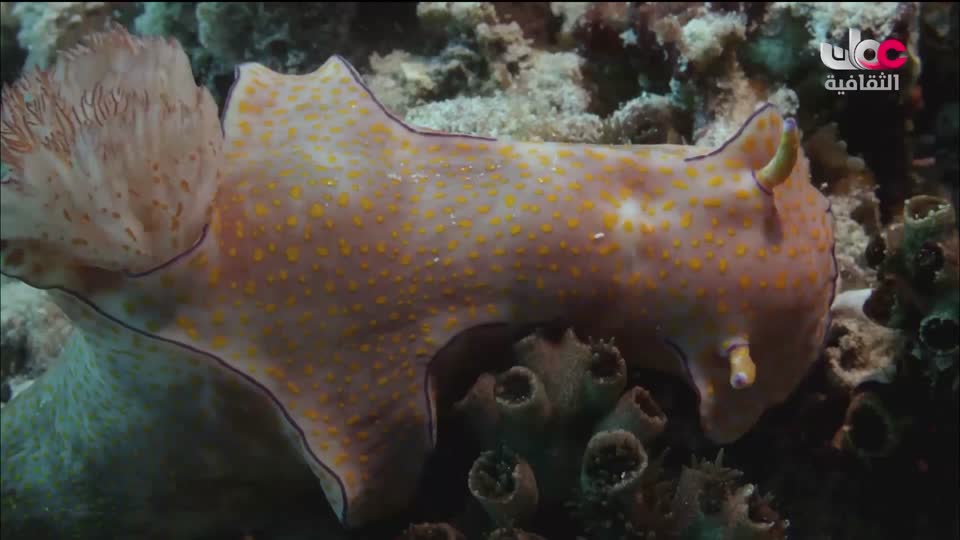 البرنامج الثقافي - زرياب - الحلقة 6