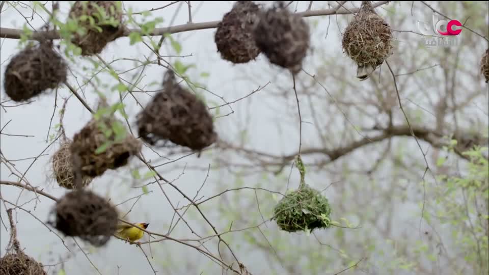 البرنامج الثقافي - غرائب الصحاري - الحلقة 1