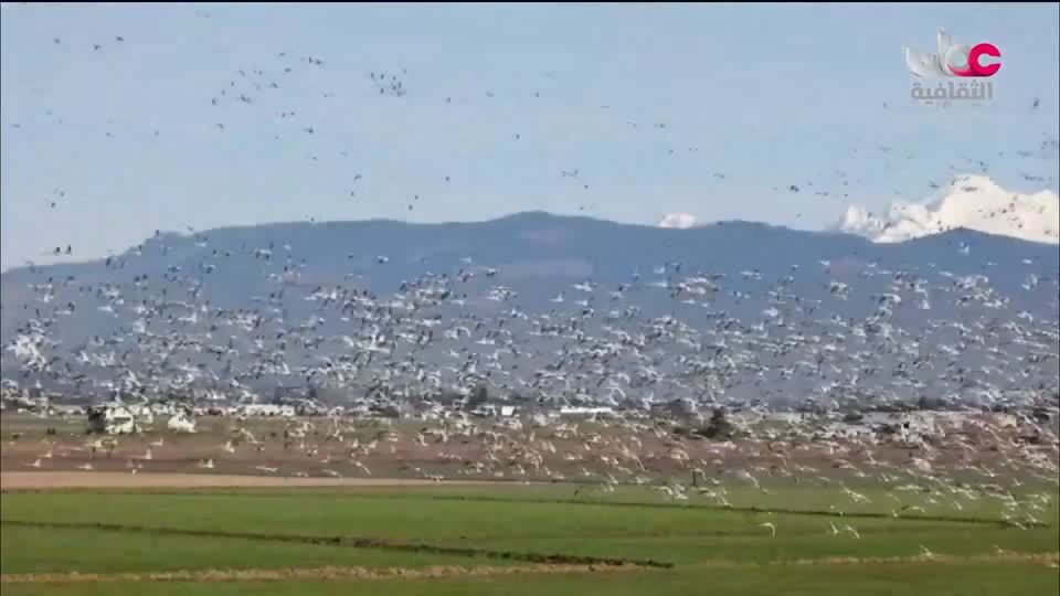 برنامج _ حارات - الحلقة 19