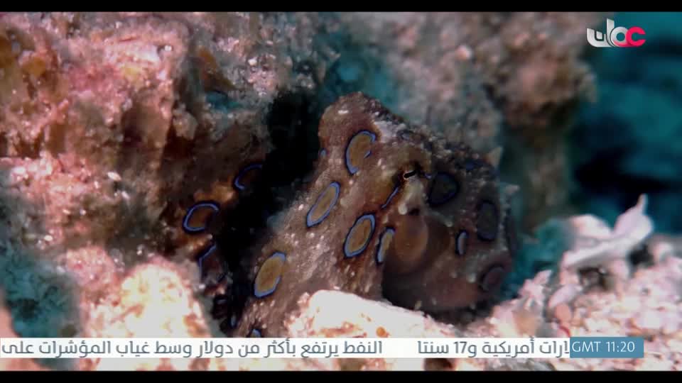 برنامج - تقنيات حيوانية - الحلقة 1