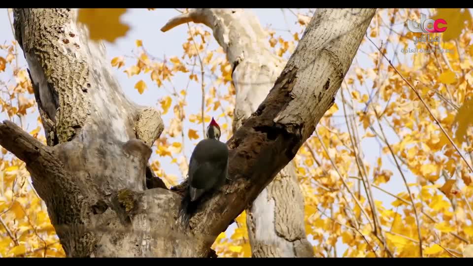 المسلسل الخليجي - قلم رصاص - الحلقة 10
