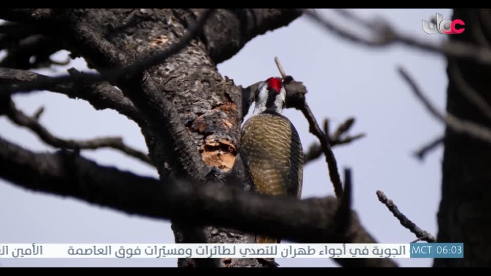 المسلسل الخليجي - قلم رصاص - الحلقة 10