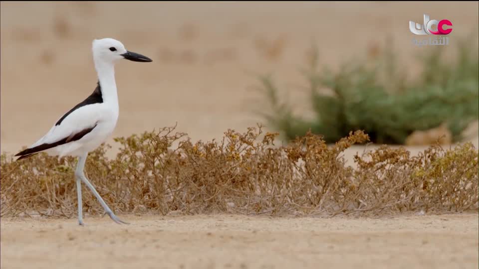 البرنامج الثقافي - غرائب الصحاري - الحلقة 5