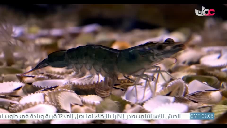 المسلسل الخليجي - قلم رصاص - الحلقة 15