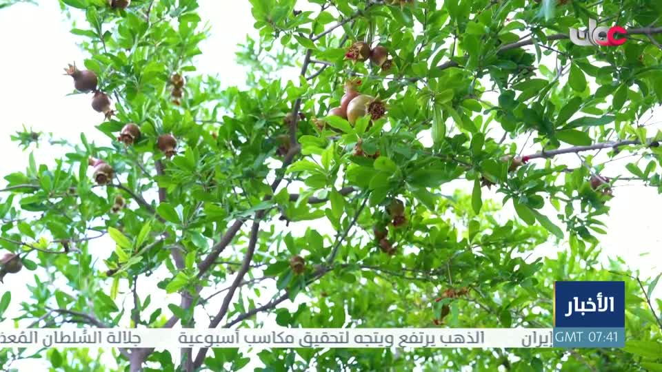 سؤال اهل الذكر