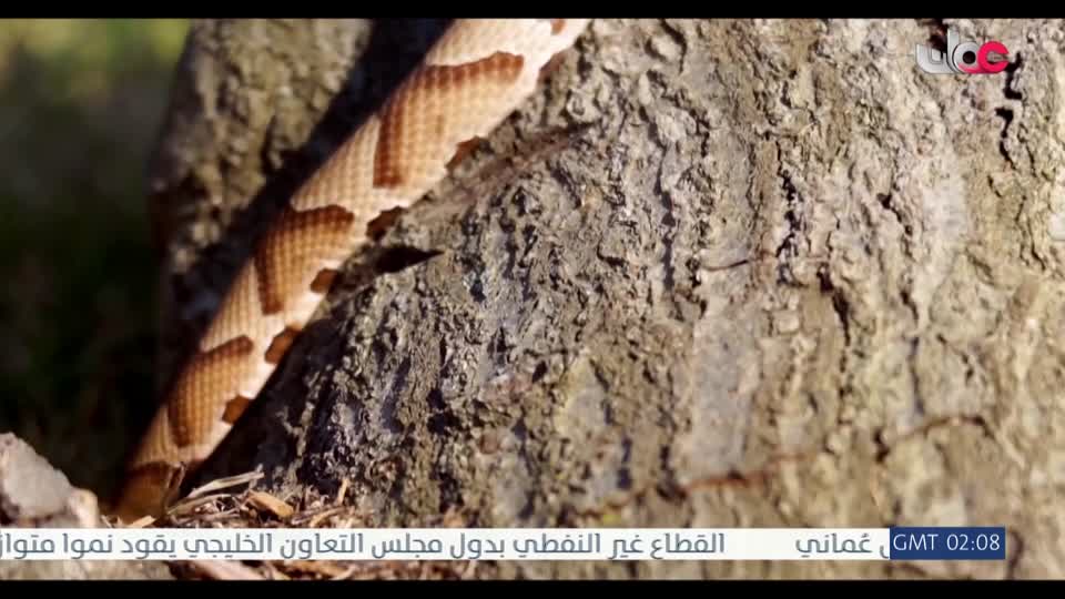 المسلسل الخليجي - قلم رصاص - الحلقة 19