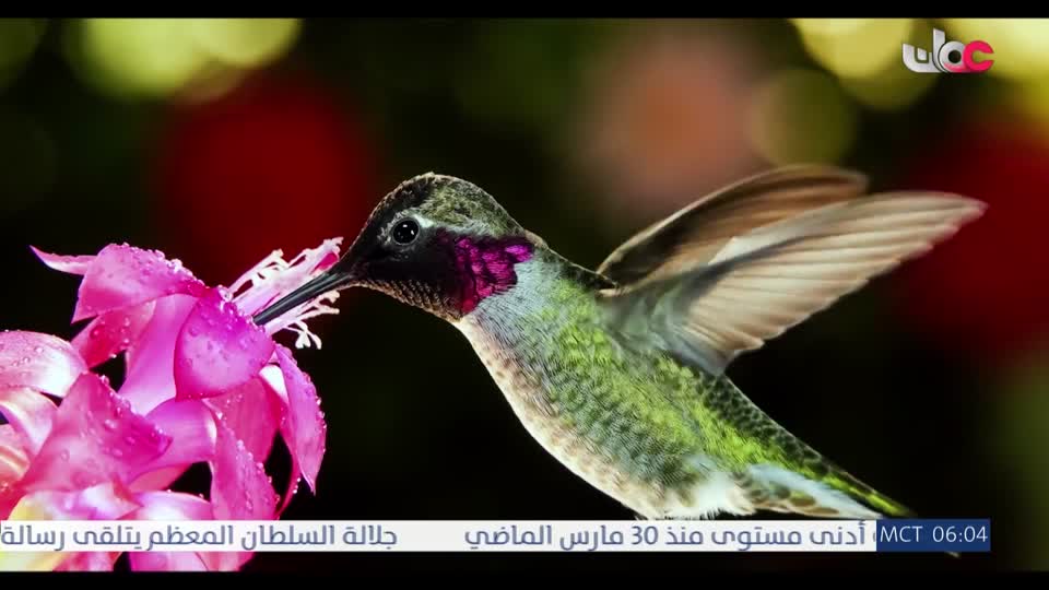 المسلسل الخليجي - قلم رصاص - الحلقة 28