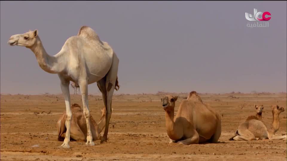 البرنامج الثقافي - غرائب الصحاري - الحلقة 3