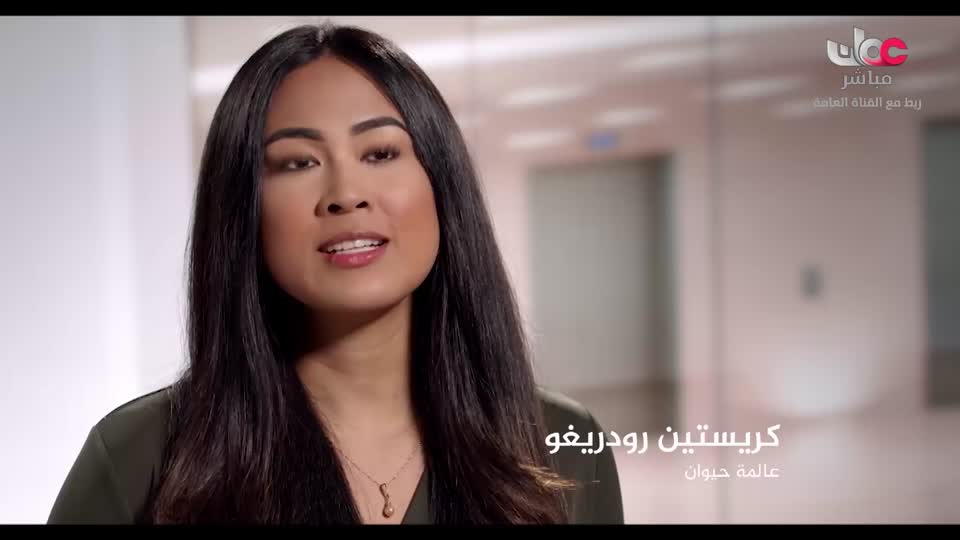 قلم رصاص