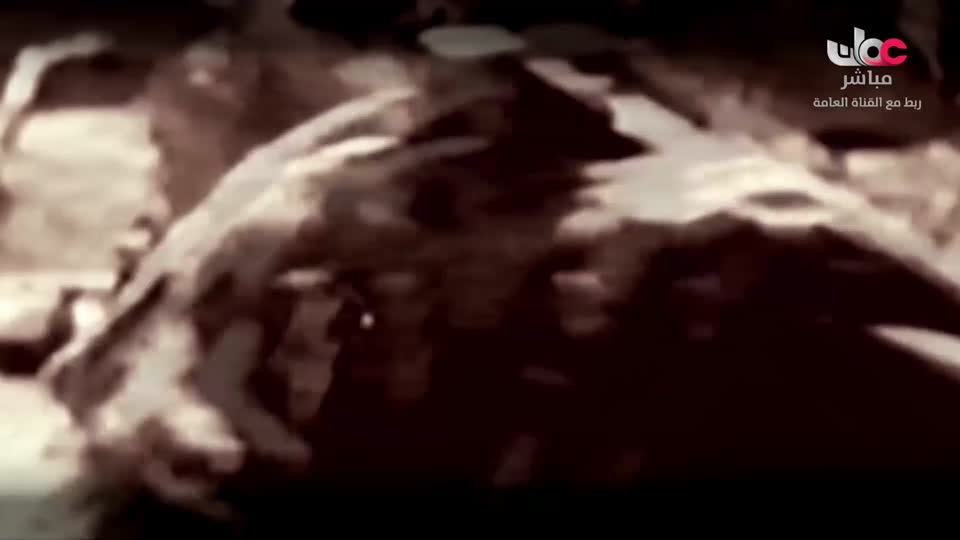 المجهر