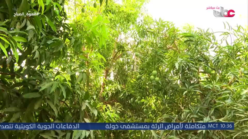 برنامج قهوة الصباح 2026 - الحلقة 80