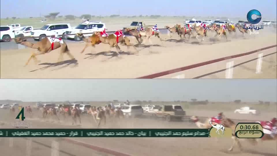 مهرجان الأبيض للهجن 2026