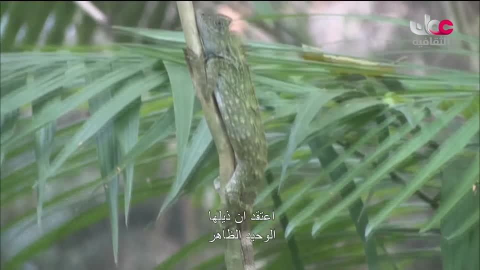 برنامج _ حارات - الحلقة 16