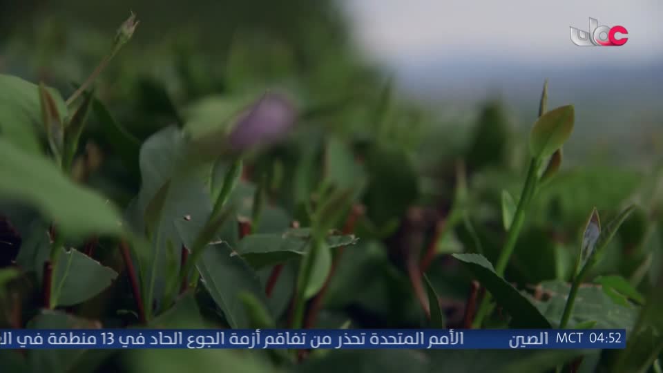 قرآن كريم