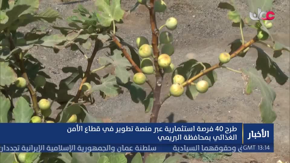 أخبار عمان