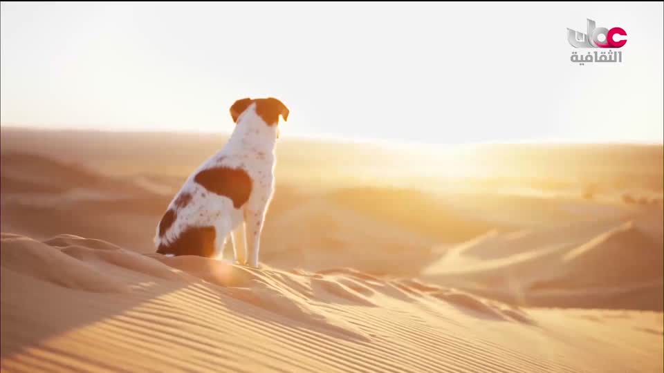 برنامج - كنوز الصحراء - الحلقة 26