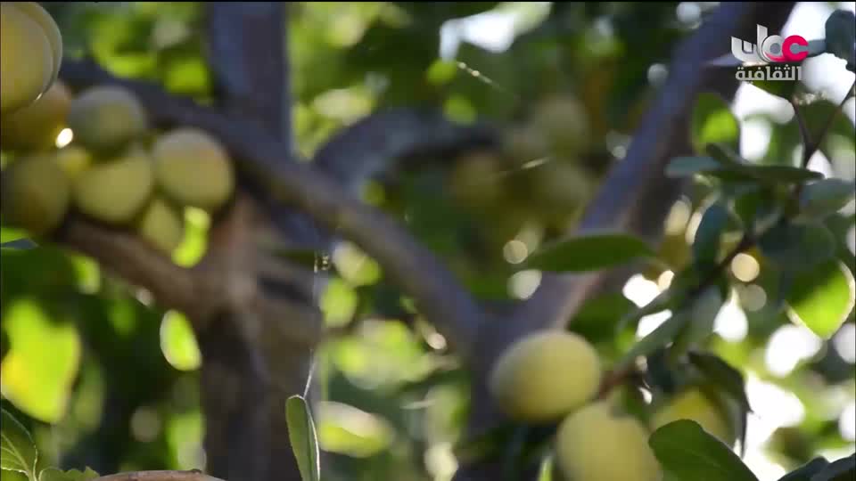 البرنامج الثقافي داخل الأشياء