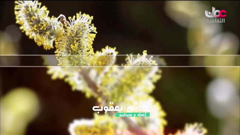 برنامج _ الحارات العمانية - الحلقة 14