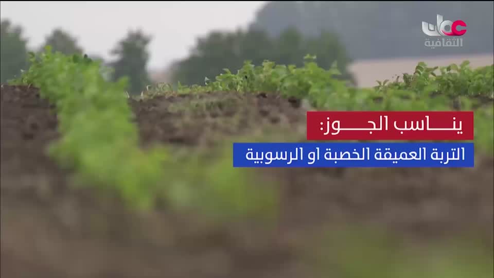 البرنامج الثقافي - عالم الأشجار