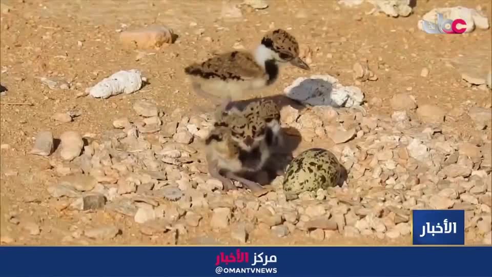 تقرير: 153 فرصة استثمارية تم طرحها عبر منصة تطوير في محافظة البريمي حتى منتصف 2026 - الأحد 2 أغسطس 2026م