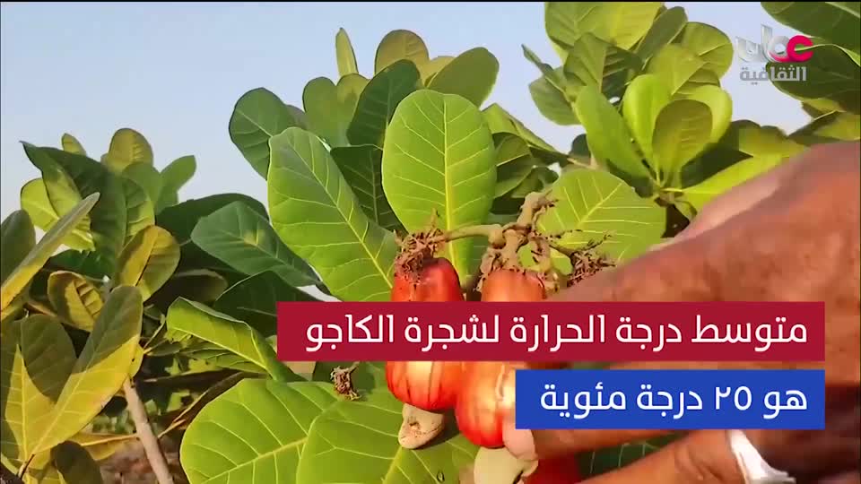 البرنامج الثقافي - عالم الأشجار