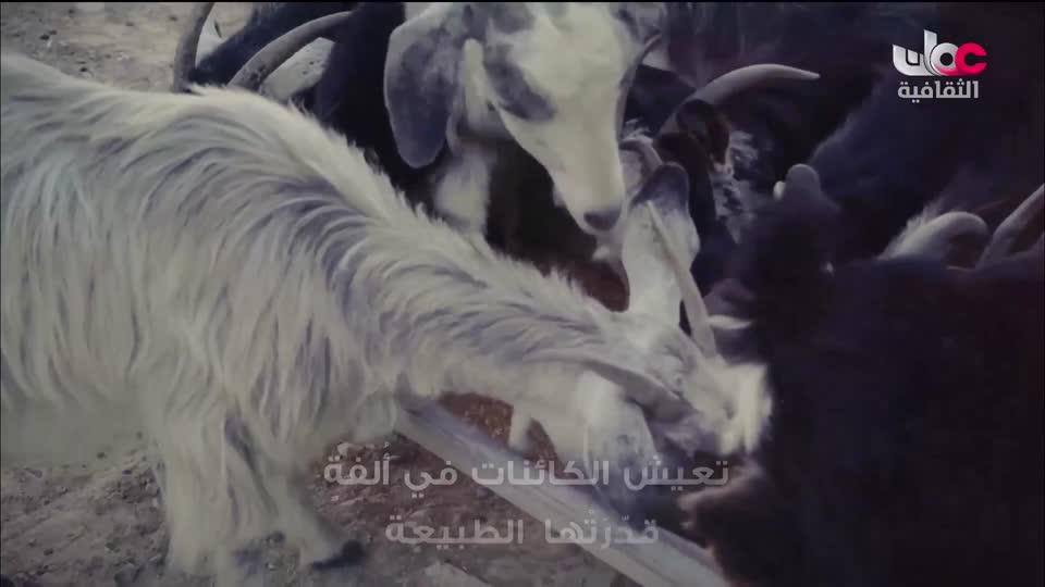 سماوات + آخر صفحة