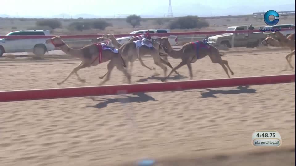 السباق السنوي للإتحاد العماني للهجن - الفليج 2026 - الحلقة 2