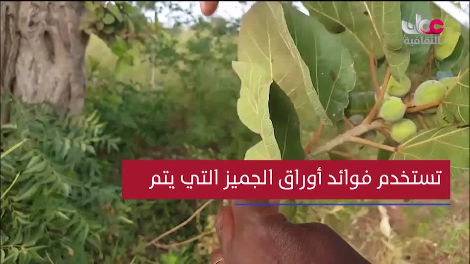 البرنامج الثقافي - عالم الأشجار