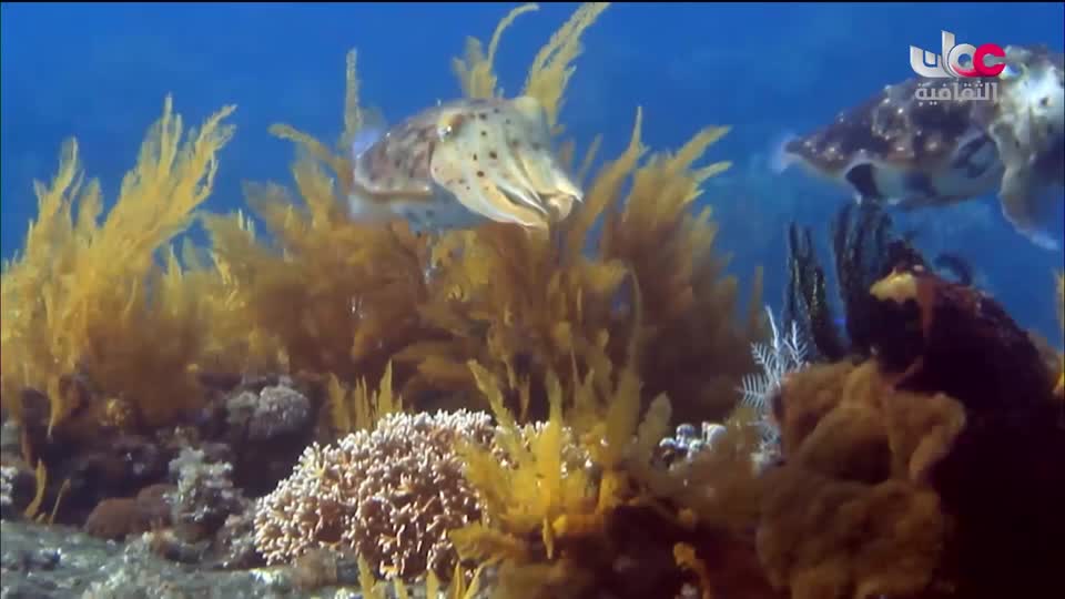 البرنامج الثقافي - كنور غارقة