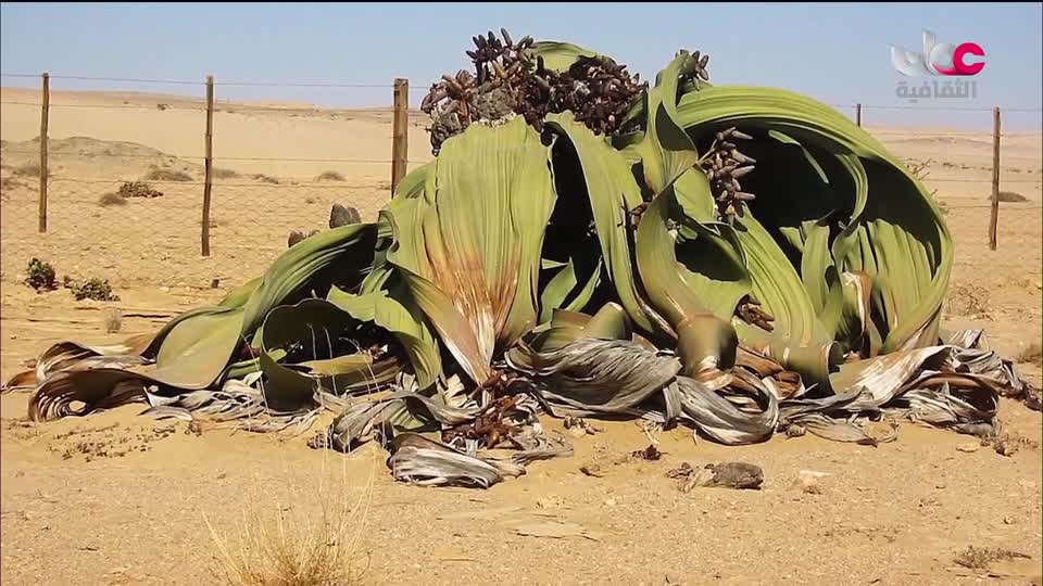 برنامج افريقيا قارة المستقبل