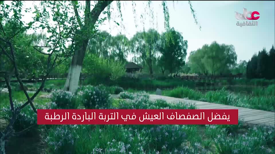 البرنامج الثقافي - عالم الأشجار