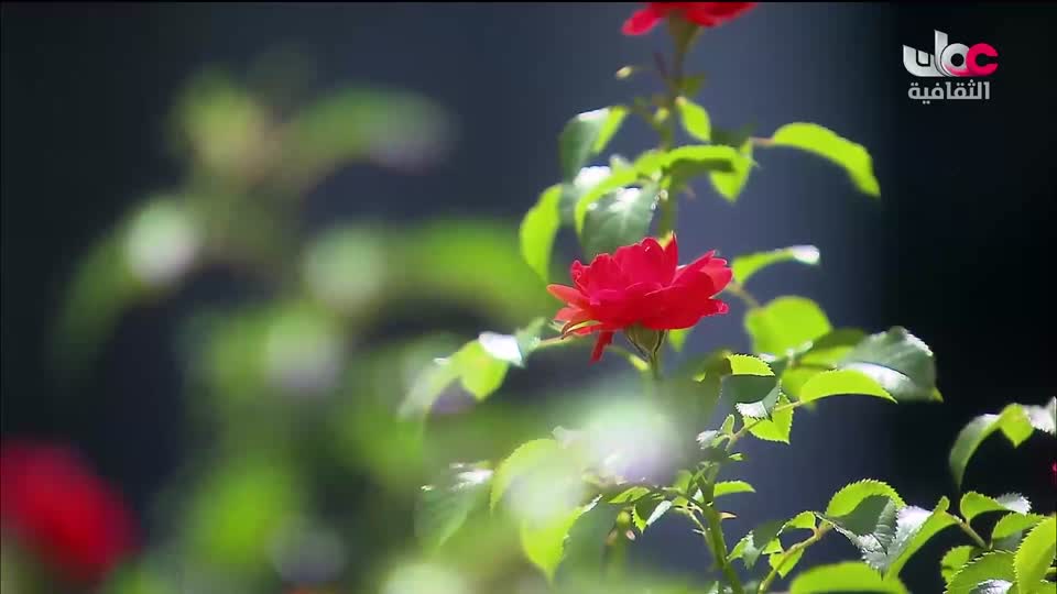 الزراعة من اجل الكوكب