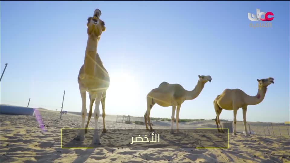 برنامج - كنوز الصحراء - الحلقة 1