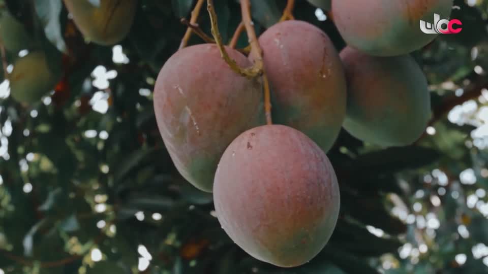 برنامج - خير يبقى