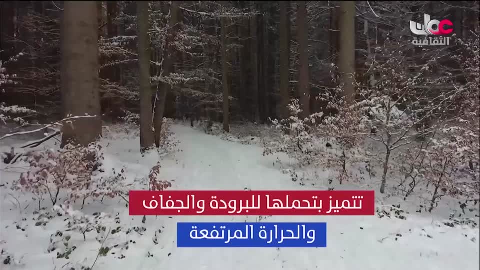 البرنامج الثقافي - زيوت عطرية