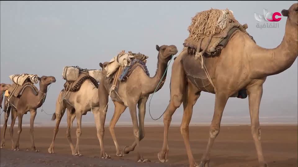 برنامج _ رحلة المخطوط العربي - الحلقة 5