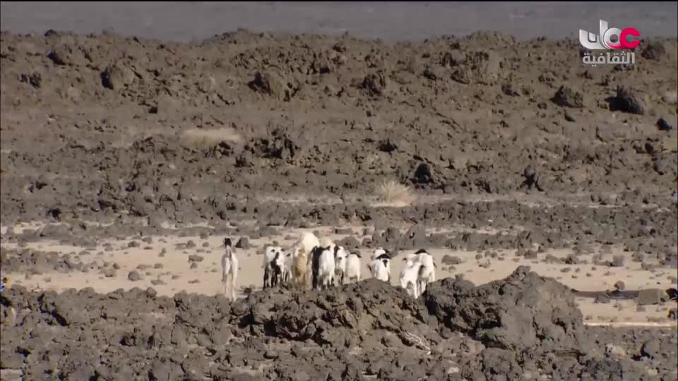 البرنامج الوثائقي - عالم الأفلام - الحلقة 12