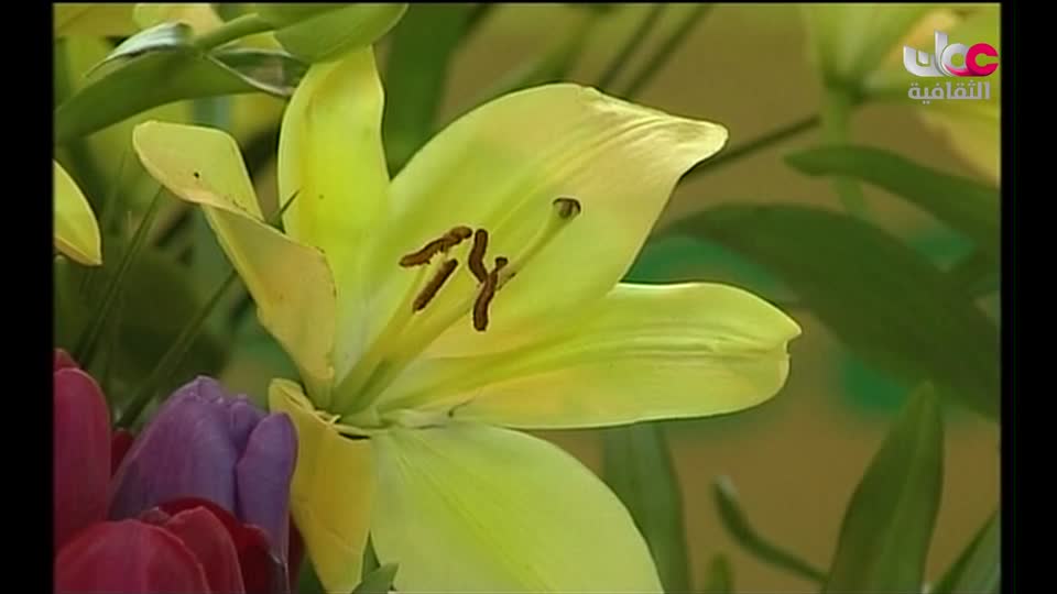 برنامج - فيتامينات