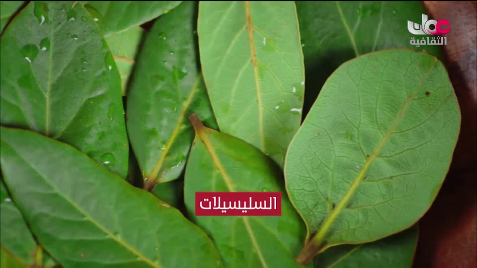 برنامج ثقافي - سلسلة ابحاث علمية - الحلقة 1