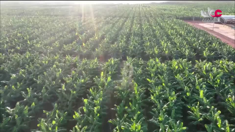 البرنامج الثقافي - رحلة الاستكشاف