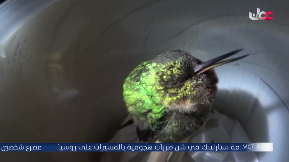 المسلسل المصري - درش - الحلقة 26