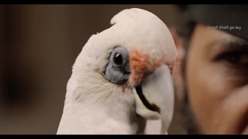 المسلسل المحلي - الوقيد