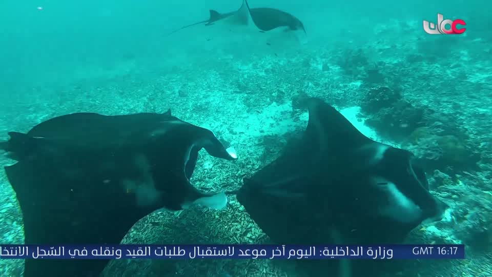 أفنان